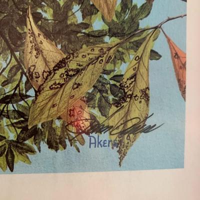 Raccoon Family Picture Signed and Numbered Josh Aker "Family Tree"