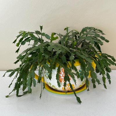 BETTER HOMES ~ Ceramic Daisy Floral Tea Pot & Christmas Cactus