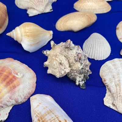 SHELLS AND BELLS