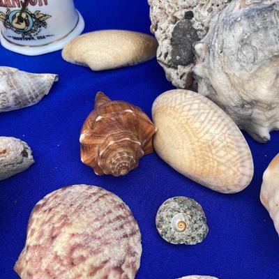 SHELLS AND BELLS