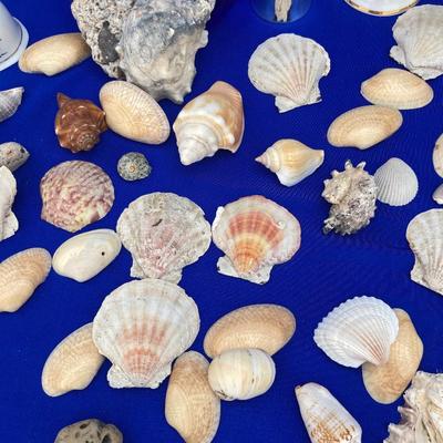 SHELLS AND BELLS
