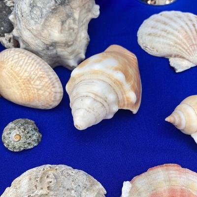 SHELLS AND BELLS