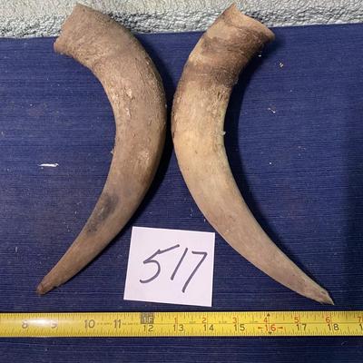 Cattle Horns