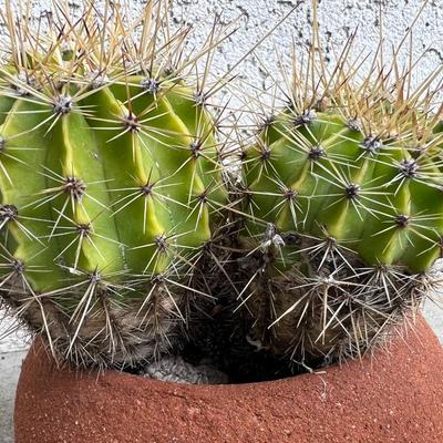 Small Cute Desert Plants Spherical Cactus in Round Pottery Planer