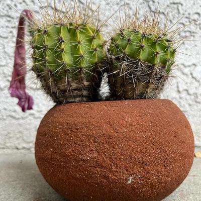 Small Cute Desert Plants Spherical Cactus in Round Pottery Planer