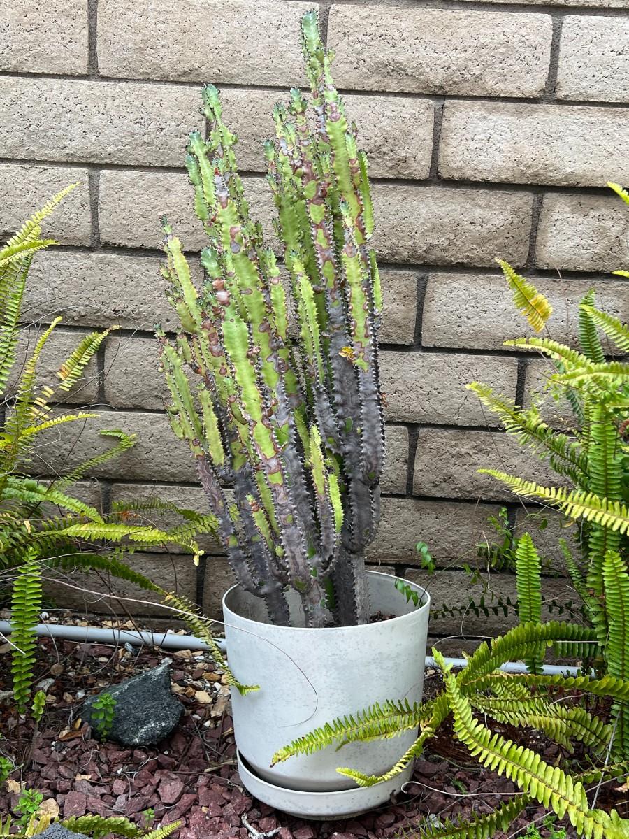 Potted Desert Plant Candelabra Cactus