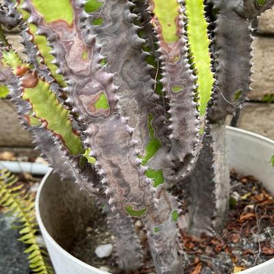 Potted Desert Plant Candelabra Cactus