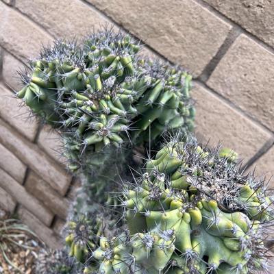 Large Potted Overgrown Myrtillocactus Dry Desert Tall Cactus