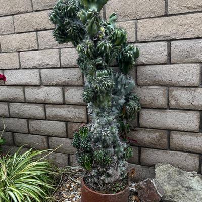 Large Potted Overgrown Myrtillocactus Dry Desert Tall Cactus