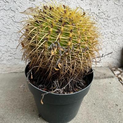 Small Plastic Potted Round Spiny Cactus