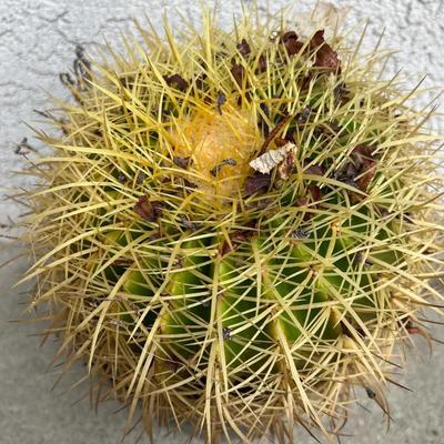 Small Plastic Potted Round Spiny Cactus