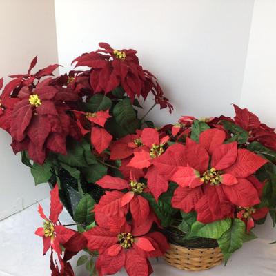1059 Poinsettia Lot