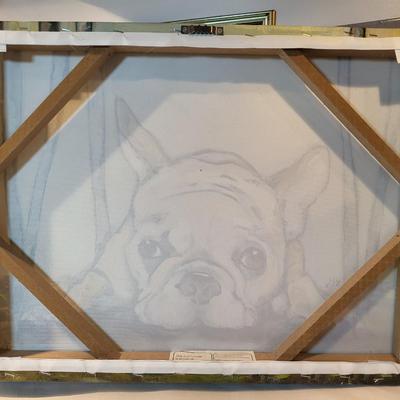 Frenchie for Sale