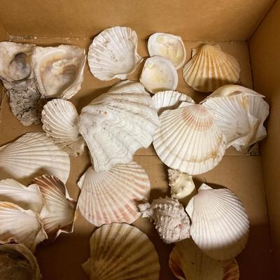 Scallop Shells