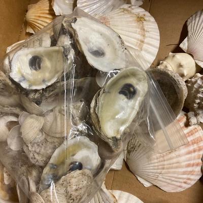 Scallop Shells