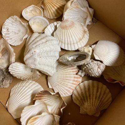 Scallop Shells