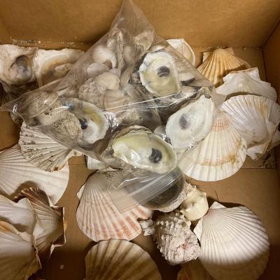 Scallop Shells