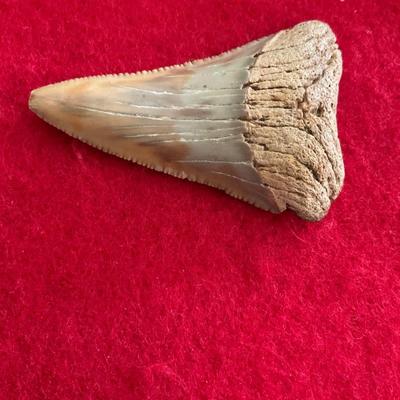 Sharks 🦈 Tooth