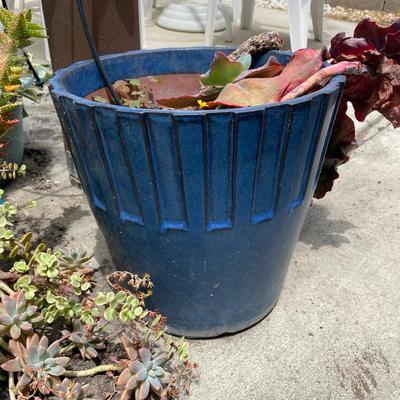 Live Succulent Plant Lot Plastic and Ceramic Planter Pots