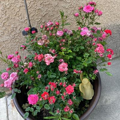 Live Red Pink Baby Rose Bush in Ceramic Planter Pot