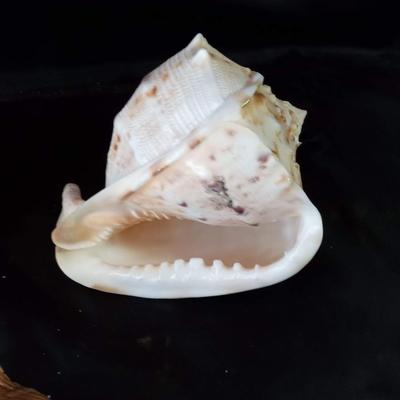 BEAUTIFUL SEA SHELLS AND CORAL IN GREAT CONDITION
