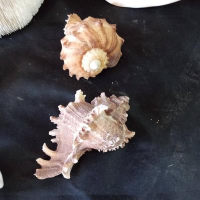 BEAUTIFUL SEA SHELLS AND CORAL IN GREAT CONDITION