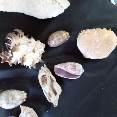 AWESOME CORAL AND SEA SHELLS IN GREAT SHAPE