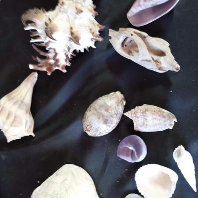 AWESOME CORAL AND SEA SHELLS IN GREAT SHAPE