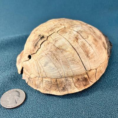 OLD TURTLE SHELL
