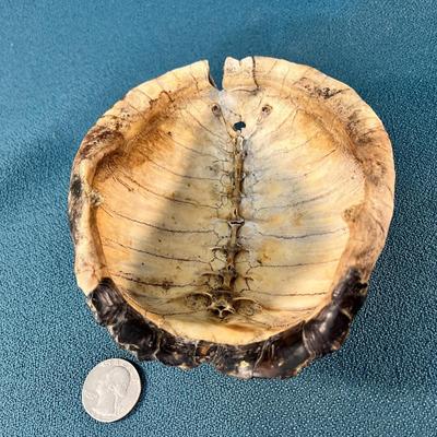 OLD TURTLE SHELL