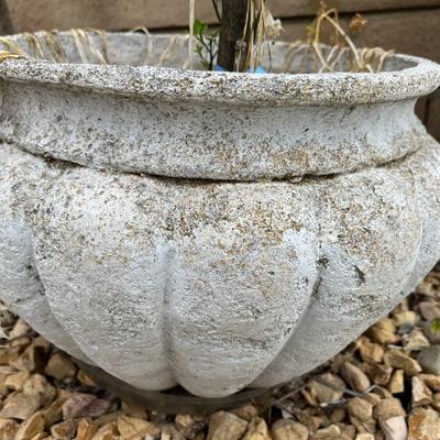 Sprouting Growing Plant in Cement Plaster Cone Wedge Shaped Pot Planter