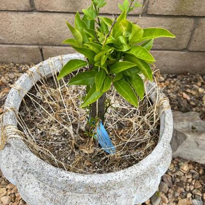 Sprouting Growing Plant in Cement Plaster Cone Wedge Shaped Pot Planter