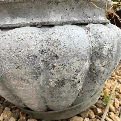Wide Wedge Plaster Flower Pot Planter with Growing Plants