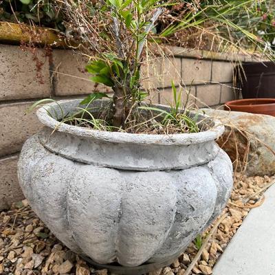 Wide Wedge Plaster Flower Pot Planter with Growing Plants