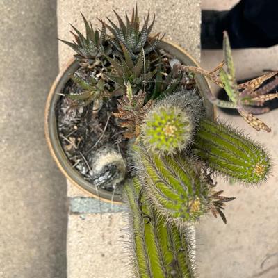 Small Potted Desert Cactus Bundle