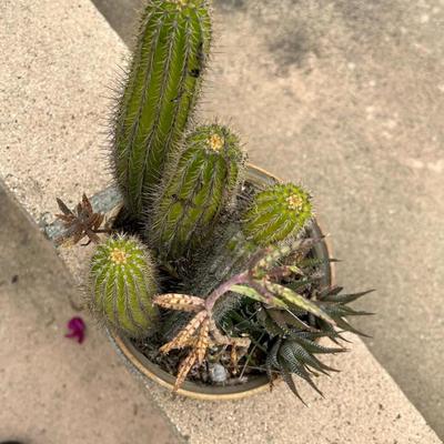 Small Potted Desert Cactus Bundle