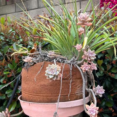 Overgrown Leaf Succulents with Other Plants in Clay Flower Pot