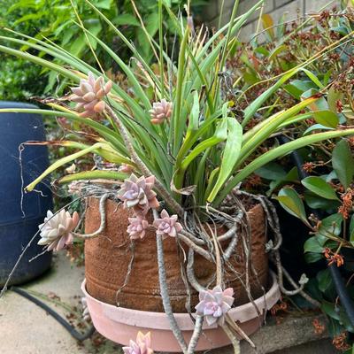 Overgrown Leaf Succulents with Other Plants in Clay Flower Pot