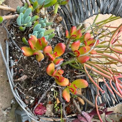 Various Colorful Leaf Succulent Flower Plants in Basket Planter