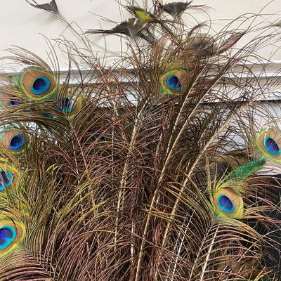 Lot of Long Decorative Bright Peacocks Feathers