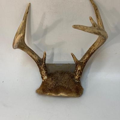 Real Small Mounted Rack Deer Stag Antlers 8 Point