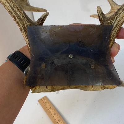 Real Small Mounted Rack Deer Stag Antlers 8 Point