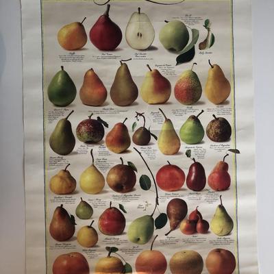 Lithographic Pear Poster