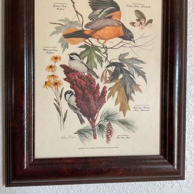 Framed Bird Prints