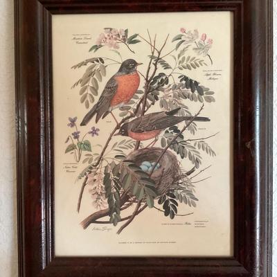 Framed Bird Prints