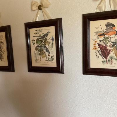 Framed Bird Prints