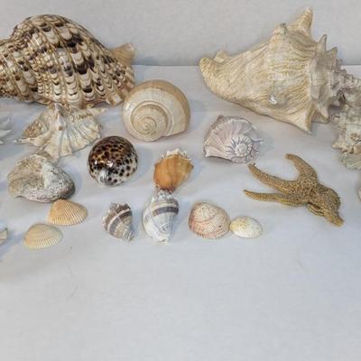 Sea Specimens