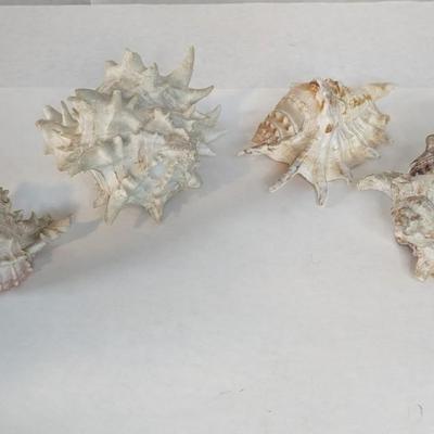 Sea Specimens
