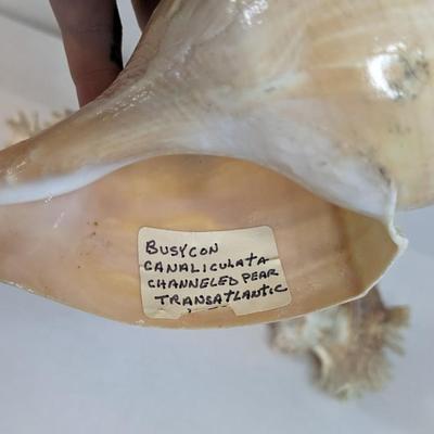 Sea Specimens