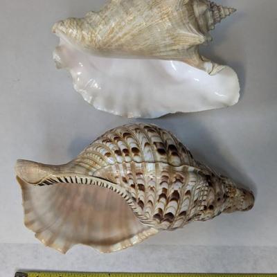 Sea Specimens